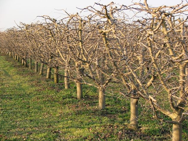 Orchard