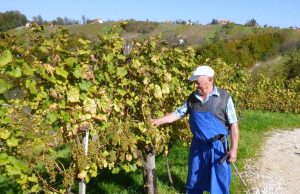 Obavezan upis vinogradara u vinogradarski registar