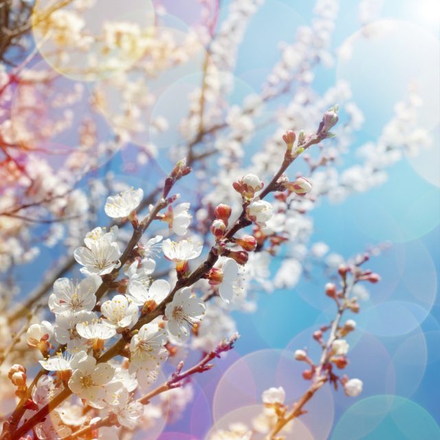 shutterstock_175981259_1