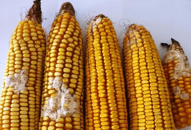 Fusarium spp. 2016_jpg