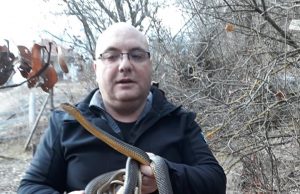 Za nedelju dana pronađeno 8 zmija u okolini Vladičinog Hana
