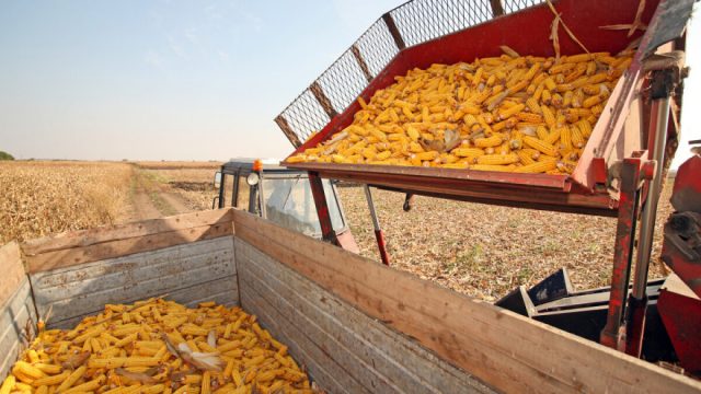 Corn harvesting